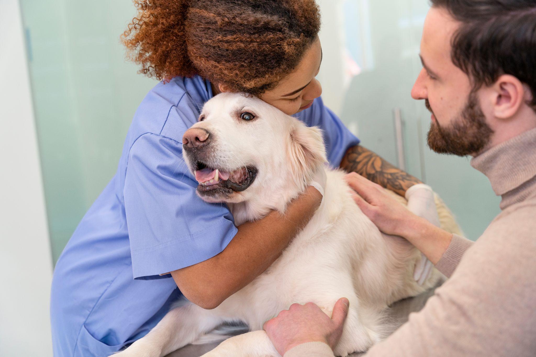 Burnout in Veterinary Medicine: A Work-Life Balance Guide - GuardianVets